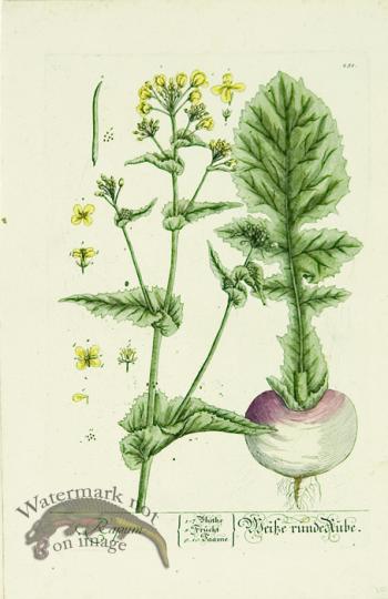 Blackwell German 184